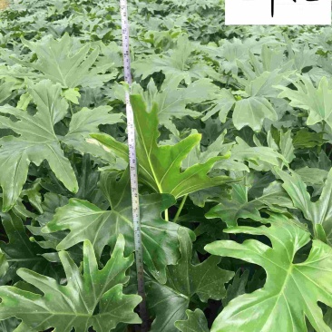 春羽杯苗工程苗批发成都春羽苗圃基地直供量大价优