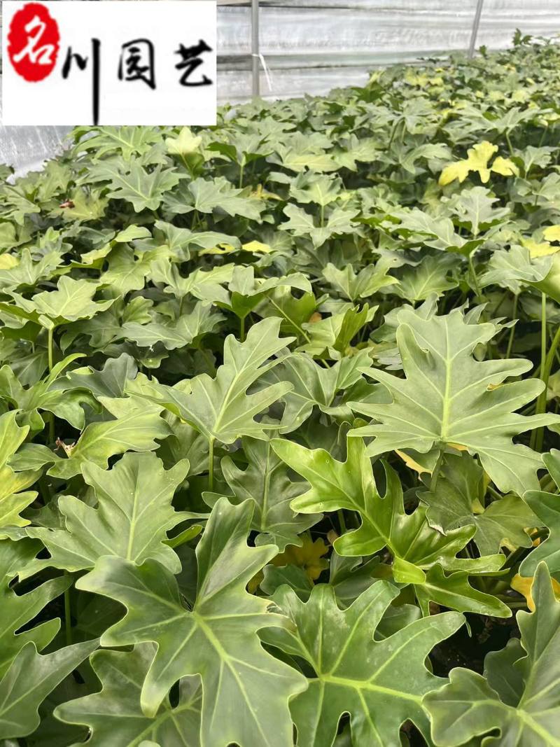 春羽杯苗工程苗批发成都春羽苗圃基地直供量大价优