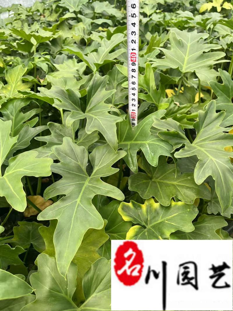 春羽杯苗工程苗批发成都春羽苗圃基地直供量大价优