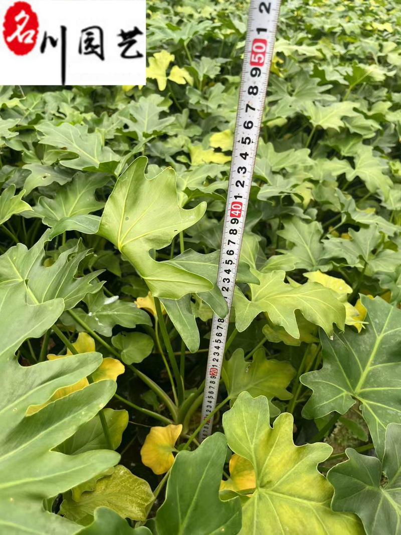 春羽杯苗工程苗批发成都春羽苗圃基地直供量大价优