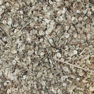 白芷种子，移栽种子
