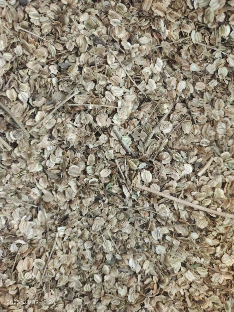 白芷种子，移栽种子