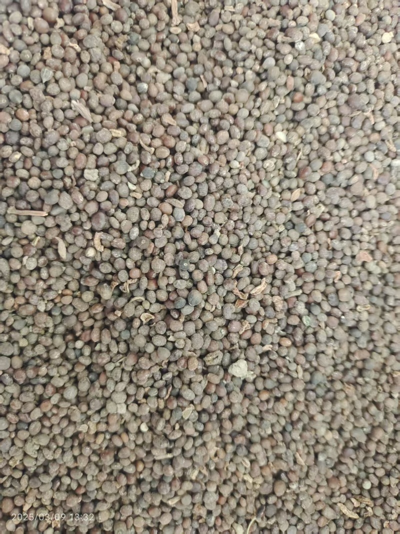 知母种子