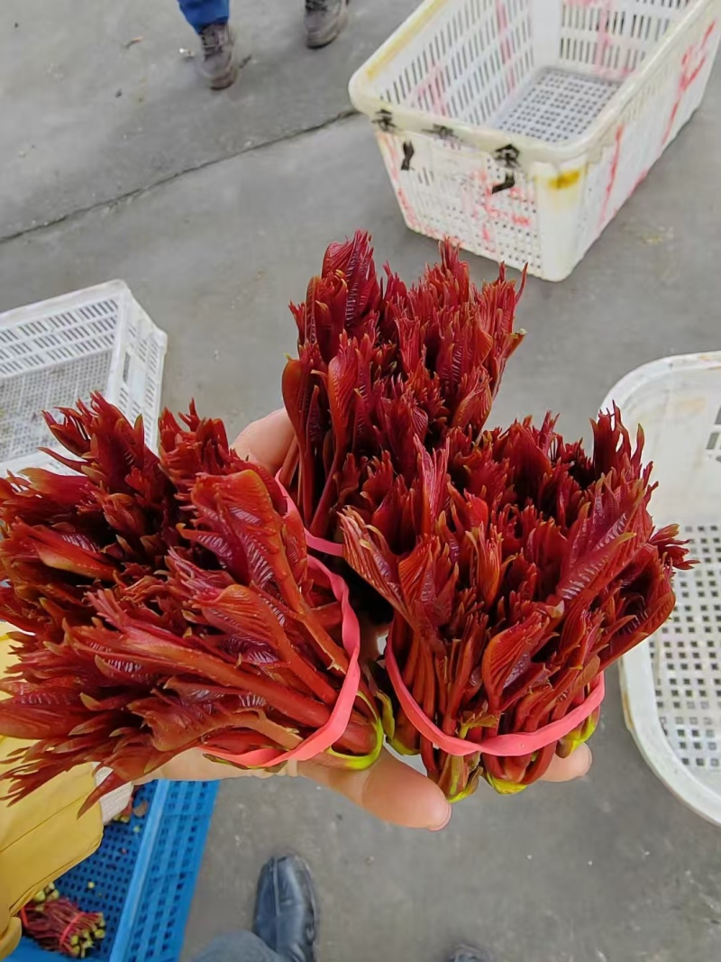 香椿芽大竹香椿芽四川达州大量现货供应全国发货联系电话沟通