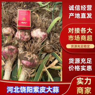 河北饶阳紫皮大蒜！把子蒜！个头特大代发全国