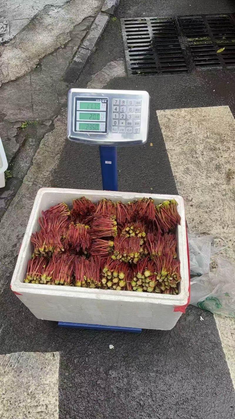 香椿芽红香椿叶四川达州大量现货供应全国发货联系电话沟通