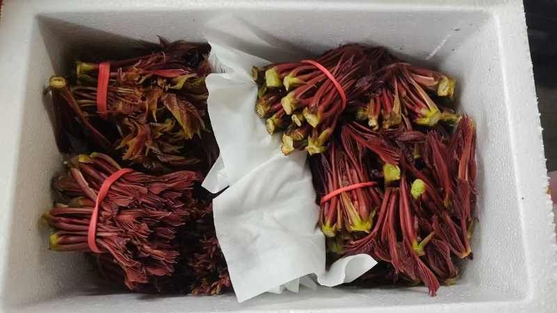 香椿芽红香椿叶四川达州大量现货供应全国发货联系电话沟通
