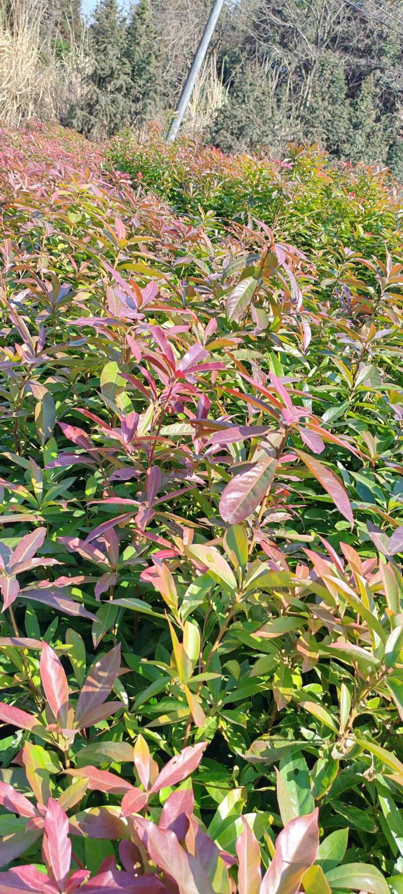 木荷苗产地直销量大质优价格优惠一手货源欢迎咨询