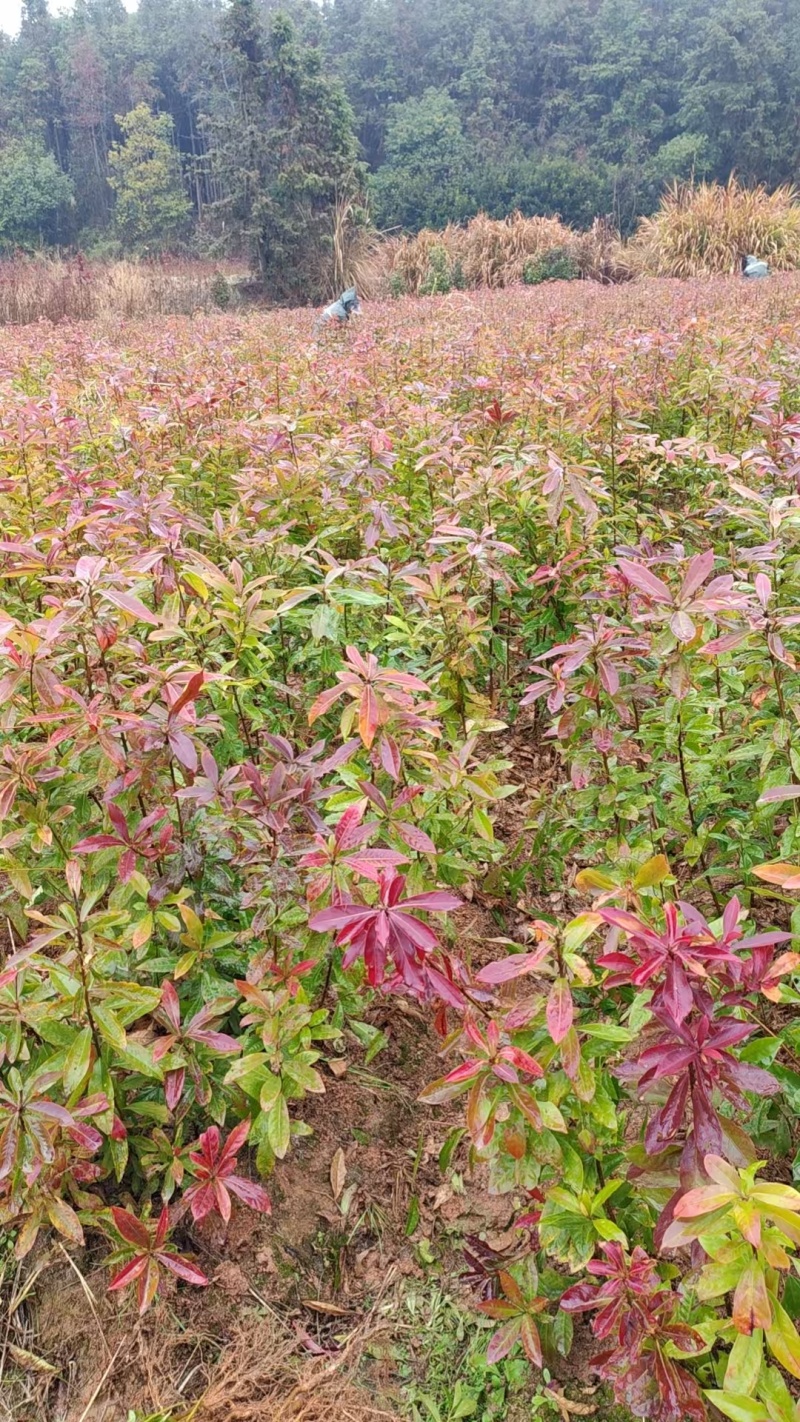 木荷苗产地直销量大质优价格优惠一手货源欢迎咨询
