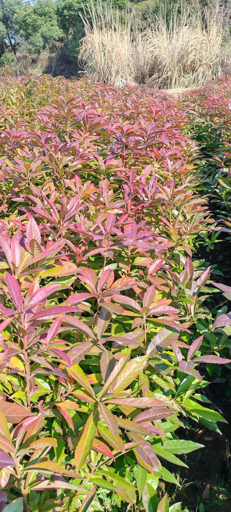 木荷苗产地直销量大质优价格优惠一手货源欢迎咨询