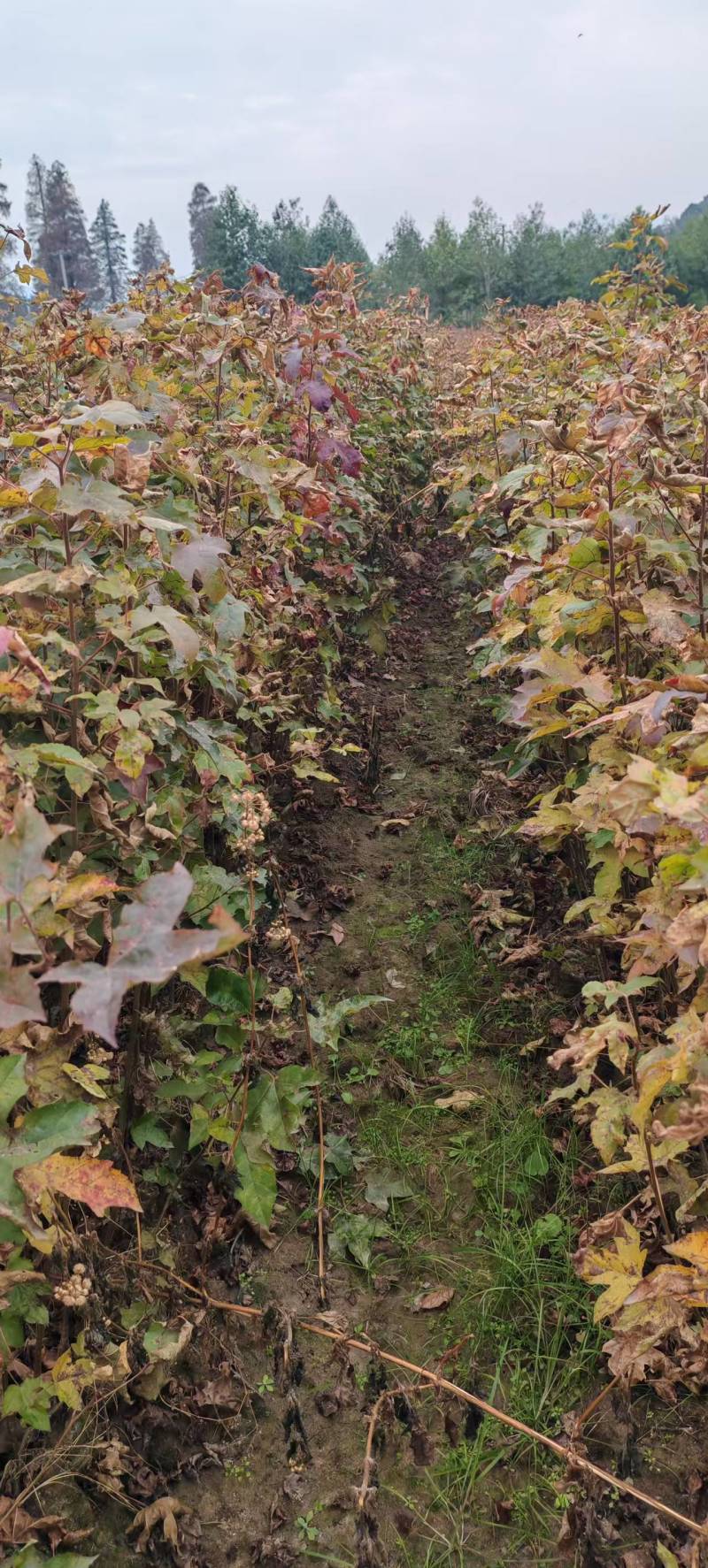 枫香树苗种苗基地直销量大质优保质保量支持视频看货