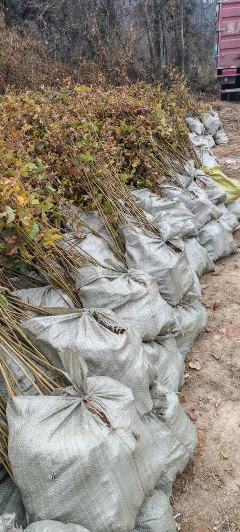 枫香树苗种苗基地直销量大质优保质保量支持视频看货
