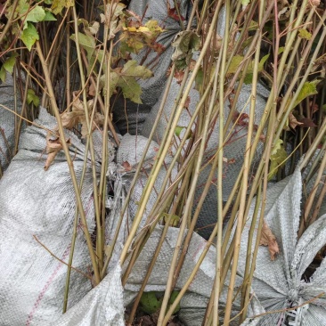 枫香树苗种苗基地直销量大质优保质保量支持视频看货