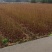 枫香树苗种苗基地直销量大质优保质保量支持视频看货