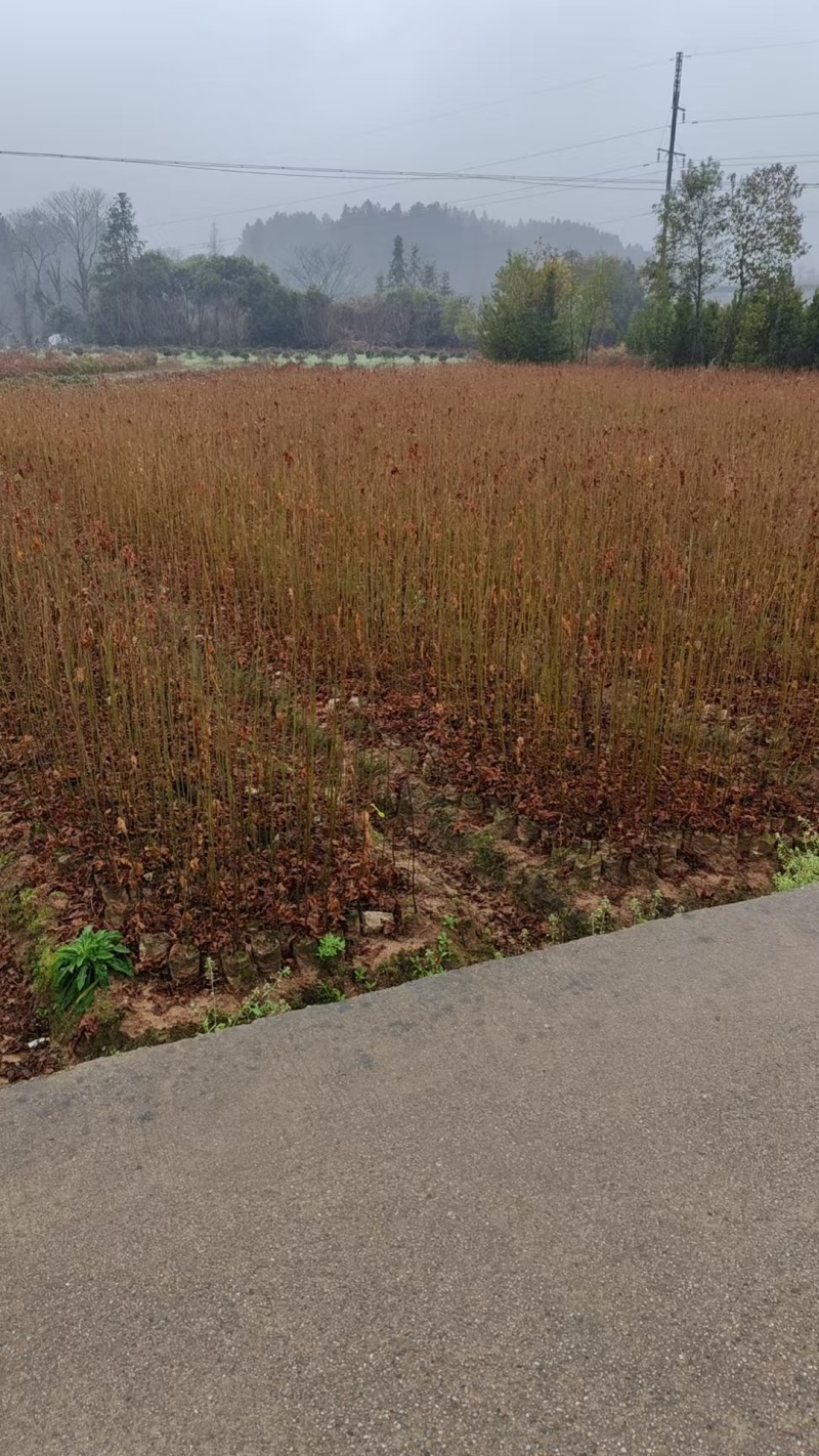 枫香树苗种苗基地直销量大质优保质保量支持视频看货