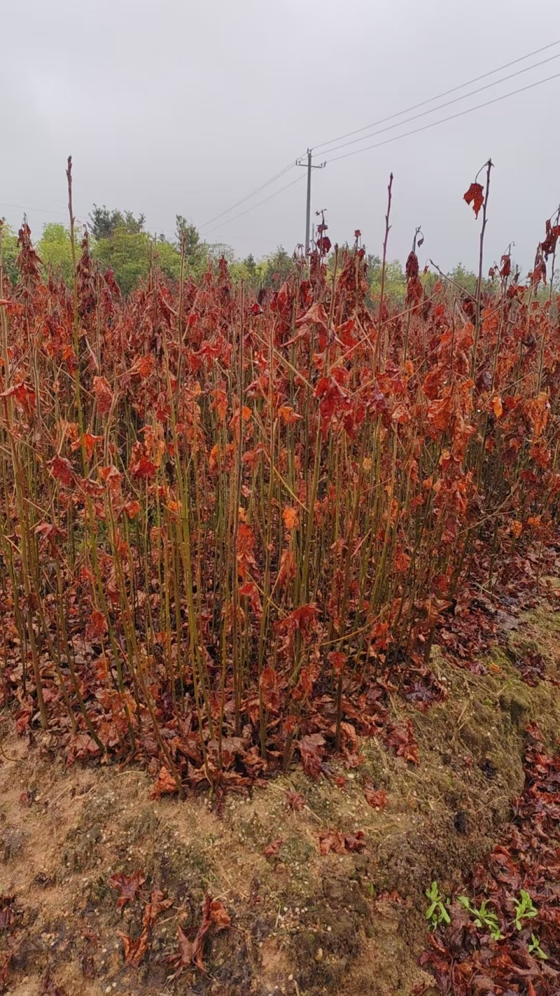 枫香树苗种苗基地直销量大质优保质保量支持视频看货