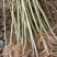 枫香树苗种苗基地直销量大质优保质保量支持视频看货