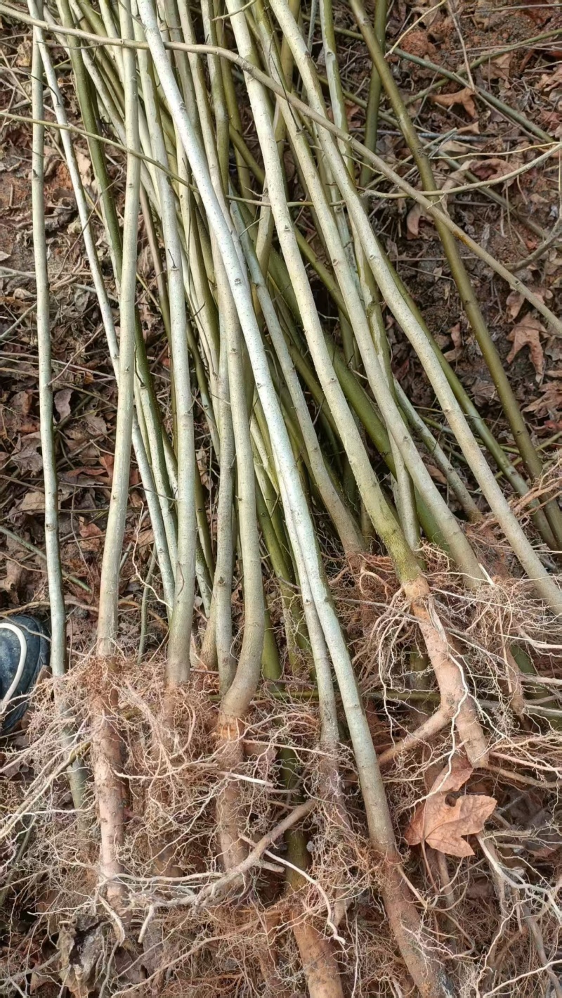 枫香树苗种苗基地直销量大质优保质保量支持视频看货