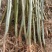 枫香树苗种苗基地直销量大质优保质保量支持视频看货