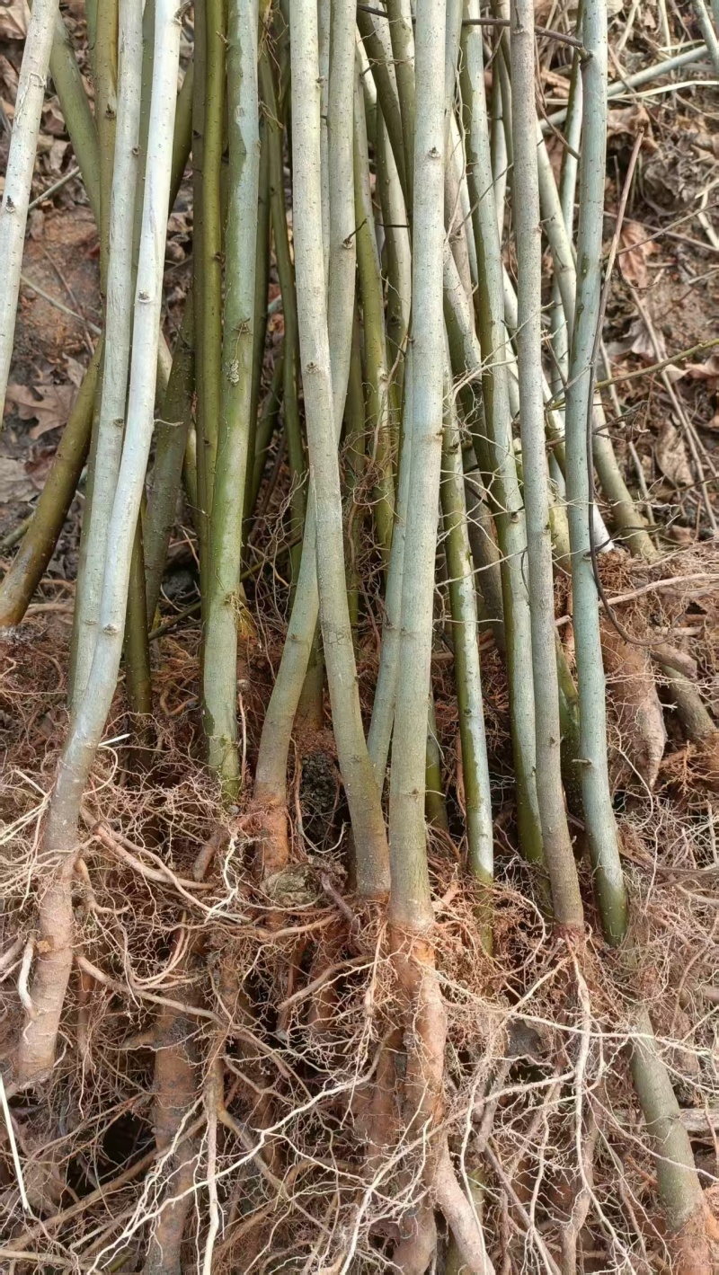 枫香树苗种苗基地直销量大质优保质保量支持视频看货