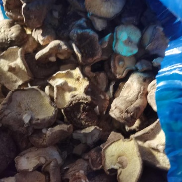 优质大片香菇品质保证服务周到