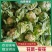 【精品子叶花】陕西洋县白花菜花松花菜实力代办一条龙服务