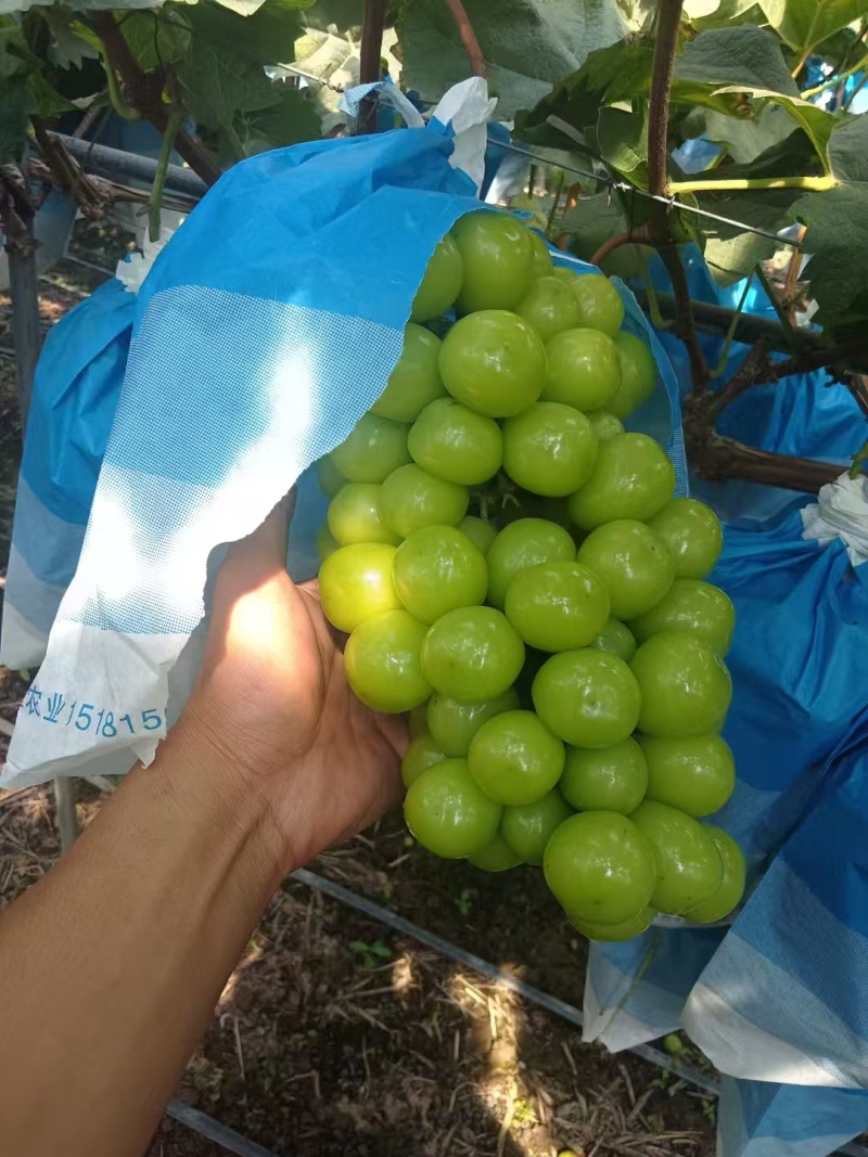元谋阳光玫瑰，品质保证，价格优惠，产地直发