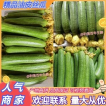山东精品丝瓜油皮丝瓜货源充足价格实惠实力代发全国商