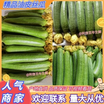 山东精品丝瓜油皮丝瓜货源充足价格实惠实力代发全国商