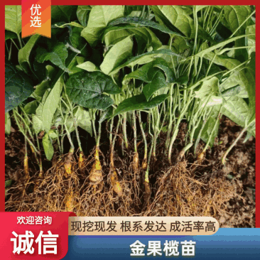 四川地苦胆苗金果榄苗地苦胆苗青牛胆苗量大从优现货批发