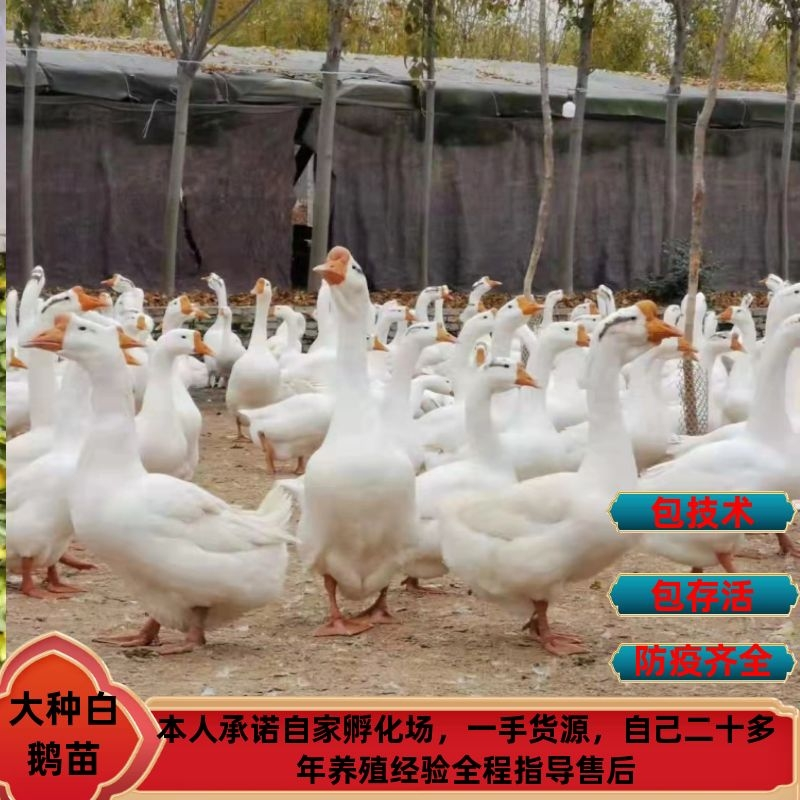 大种鹅白鹅苗品种纯正自家孵化，包疫苗包成活包技术