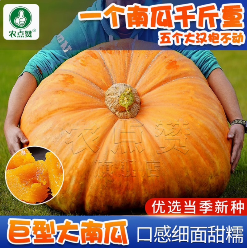 巨型南瓜种子-口感细面甜糯可观赏/食用/饲用营养丰富