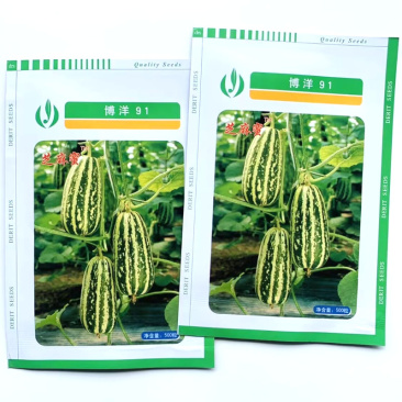 博洋91甜瓜种子黄绿花皮中大果型种腔小口感酥脆