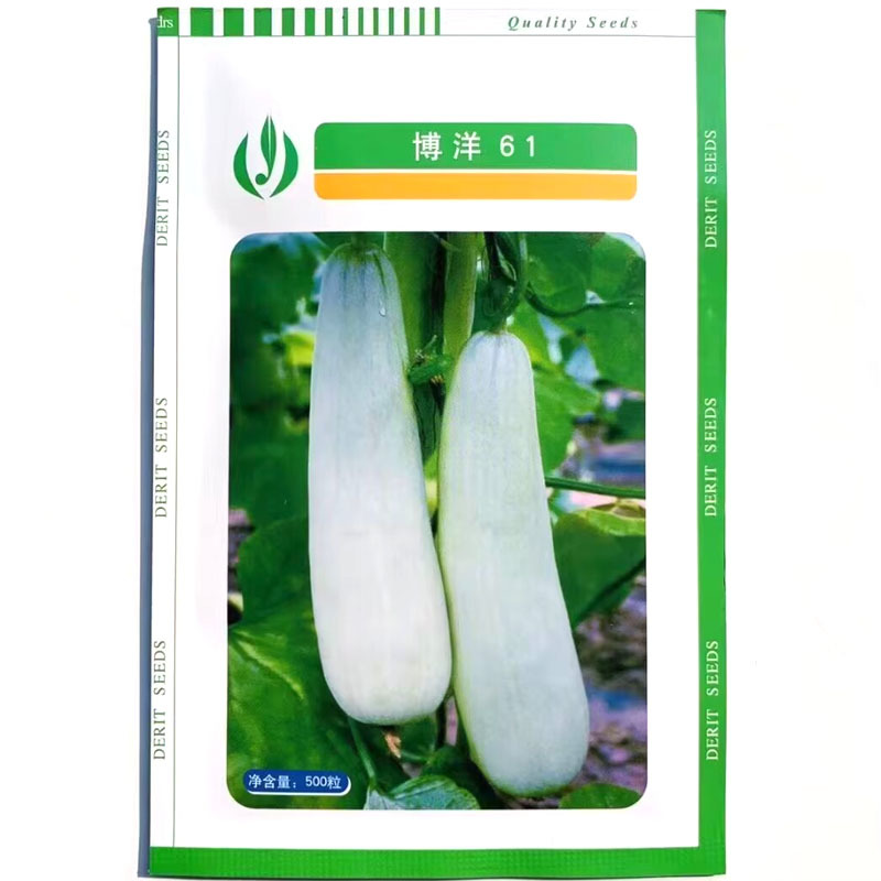 博洋61甜瓜种子羊角蜜甜瓜种子皮色灰白薄皮口感脆酥