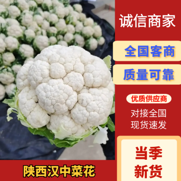 陕西汉中菜花实菜花量大质优产地直销一手货源保质保量