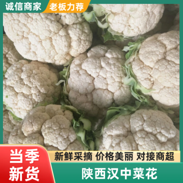 白实花实菜花基地供应量大质优价格优惠欢迎各大老板采购