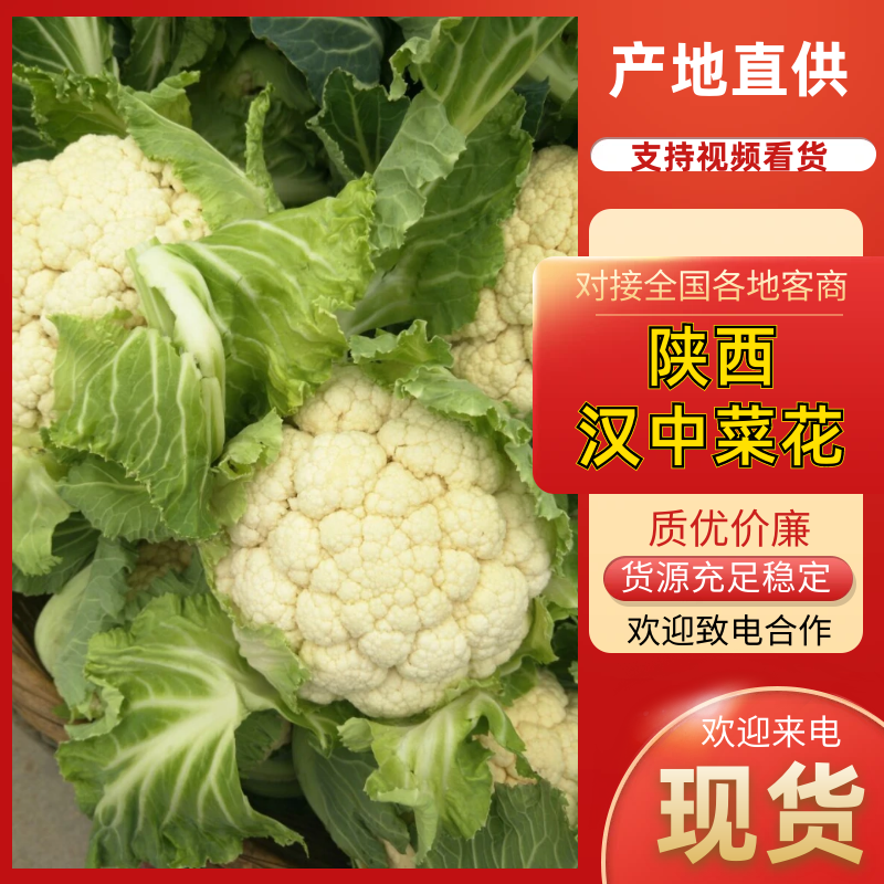 菜花带叶实菜花汉中菜花量大优惠对接商超市场等