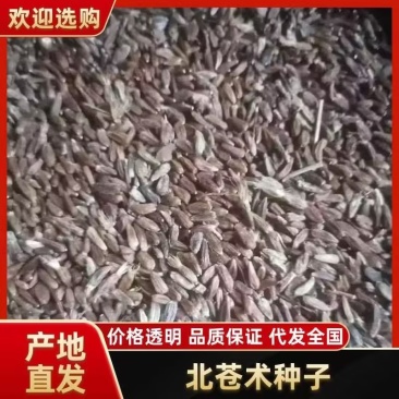 北苍术朱砂点三年苗大量可免费提供样品一斤35棵