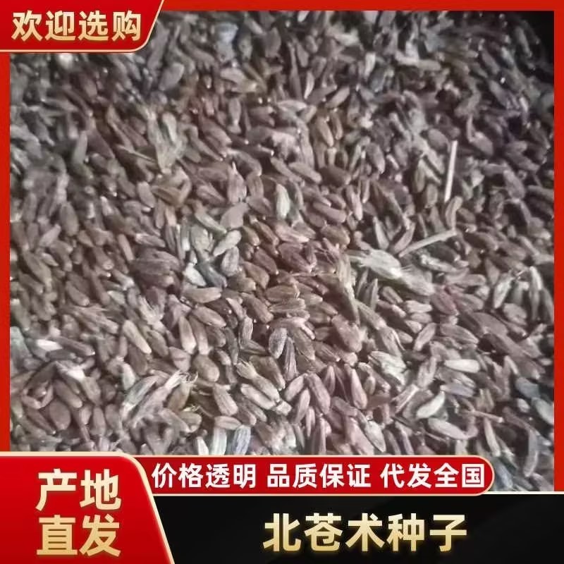 北苍术朱砂点三年苗大量可免费提供样品一斤35棵