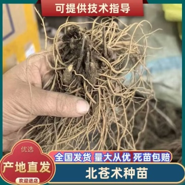 北苍术朱砂点一年苗二年苗三年苗免费提供样品全国接单按需分