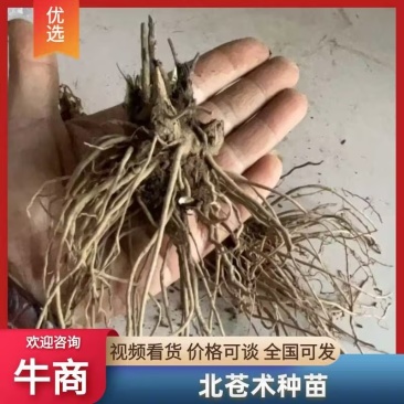 【苍术苗】北苍术朱砂点一年苗现起现发可发样品量大自家苗圃