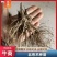 【苍术苗】北苍术朱砂点一年苗现起现发可发样品量大自家苗圃