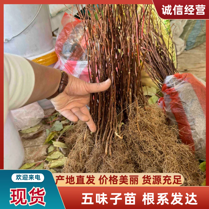 【北五味子苗】辽宁五味子苗货量大产量高易种植打理适应性强