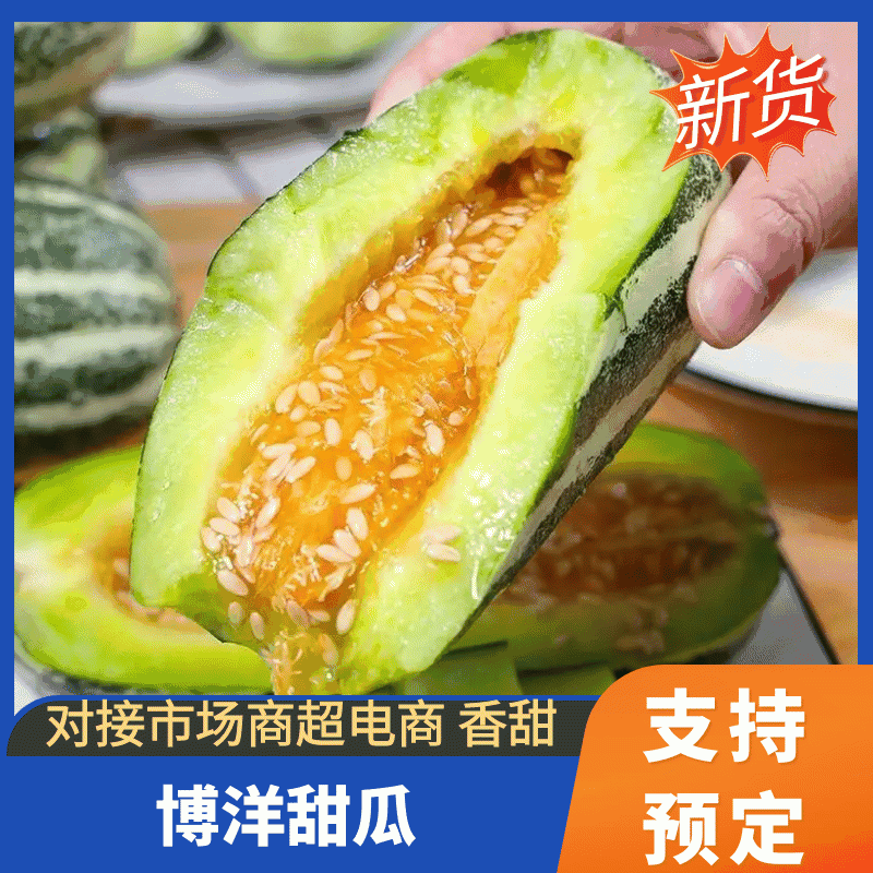 精品博洋甜瓜一手货源电商直供口感香甜质量保障现摘现发