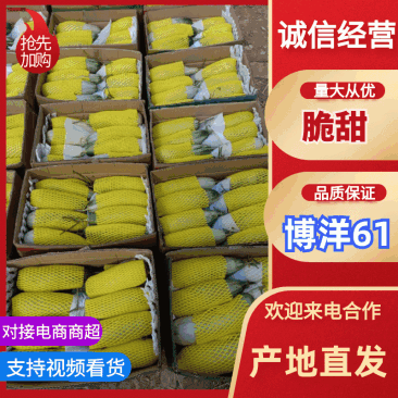 河北温室羊角蜜甜瓜大量上市产地直发真实报价欢迎客户采购
