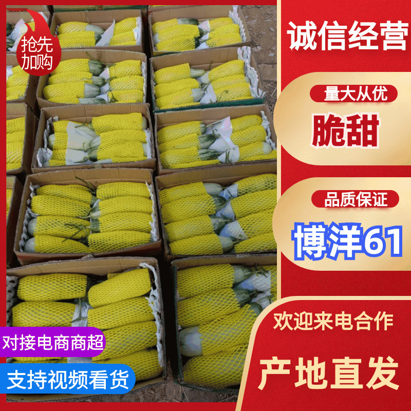 河北温室羊角蜜甜瓜大量上市产地直发真实报价欢迎客户采购