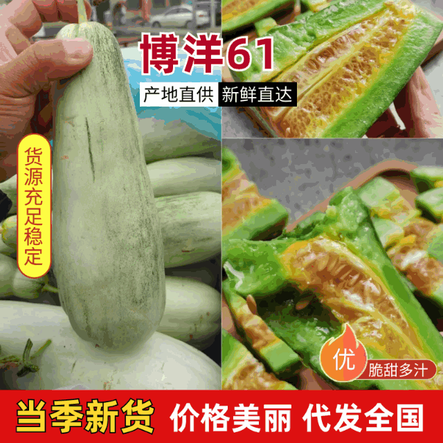 {推荐}山东甜瓜，大量上货，欢迎来电，视频看货