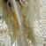 白千层肚/白毛肚/水洗毛肚/厂家直发/常年批发/量大从优