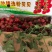 串串圣女果，产地直发，诚信经营，可对接电商超市等