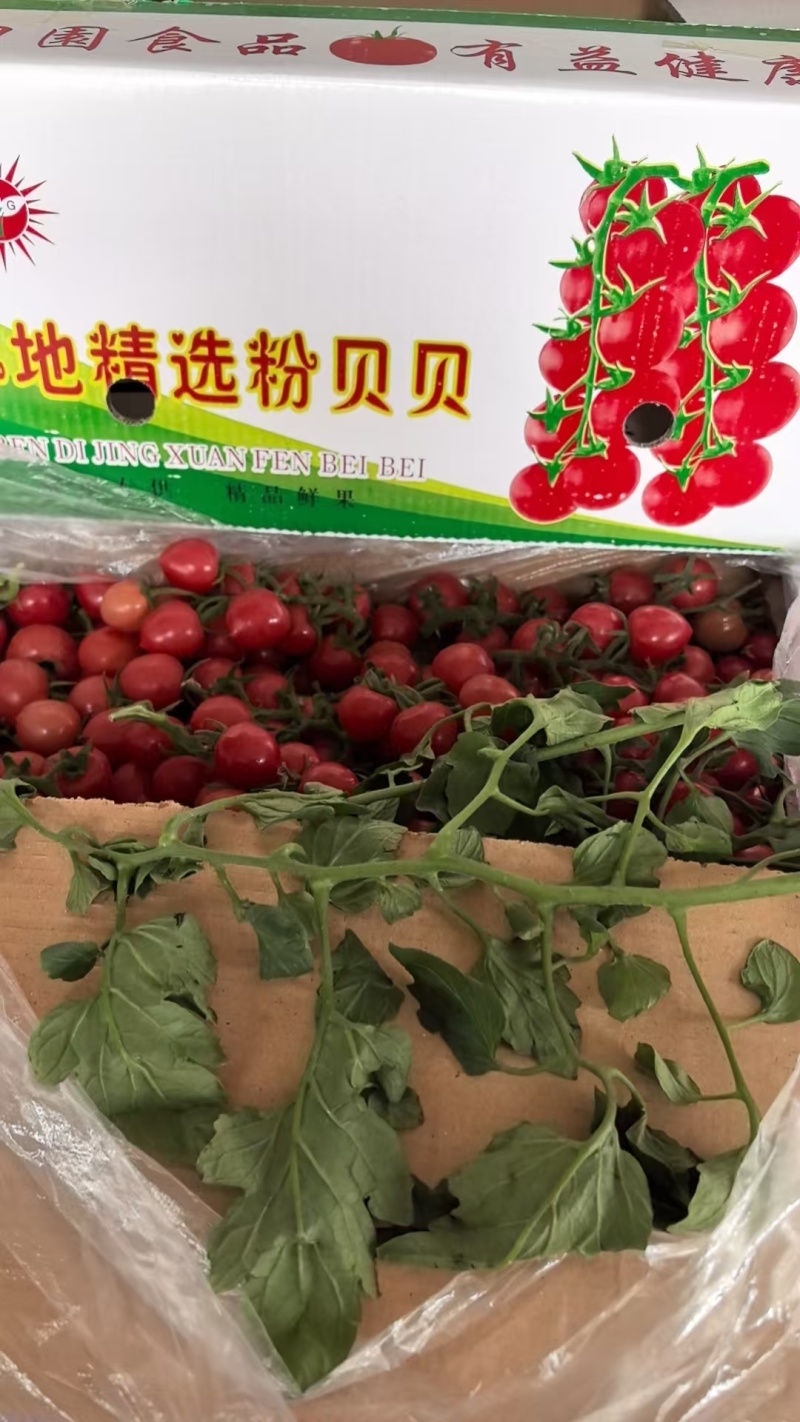 串串圣女果，产地直发，诚信经营，可对接电商超市等